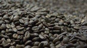 Productores panameños envían muestras de café hacia Israel