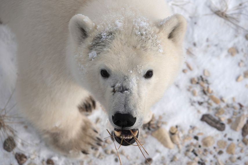 El oso polar figura como “amenazado” en la lista de especies en peligro.