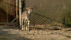 Irán se moviliza para salvar los últimos guepardos de Asia