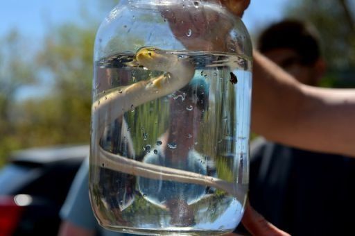 La anguila, devenida en pepita de oro, se desliza hacia su extinción