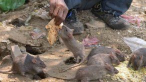 Adolescente parapléjica atacada por ratas en su cama en Francia