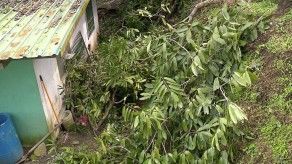 Caída parcial de un árbol en Las Cumbres causa preocupación