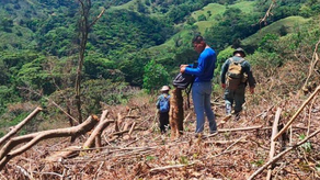 MiAmbiente detecta tala ilegal MiAmbiente detecta tala ilegal