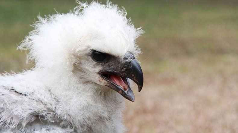 Muere pichón de Águila Harpía rescatado en Darién