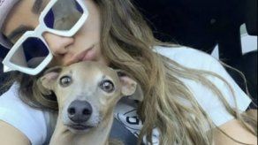 El cachorro de Anitta recibe un masaje profesional antes de volar