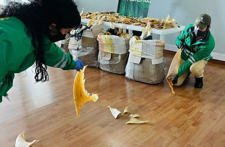 En Colombia el tráfico de fauna puede dar entre cinco y once años de prisión.