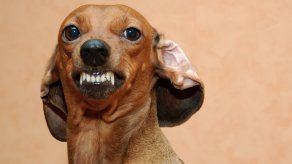 Mi perro es agresivo