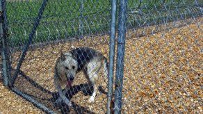 Perros lobo vigilan a los reclusos en una de las cárceles de EEUU