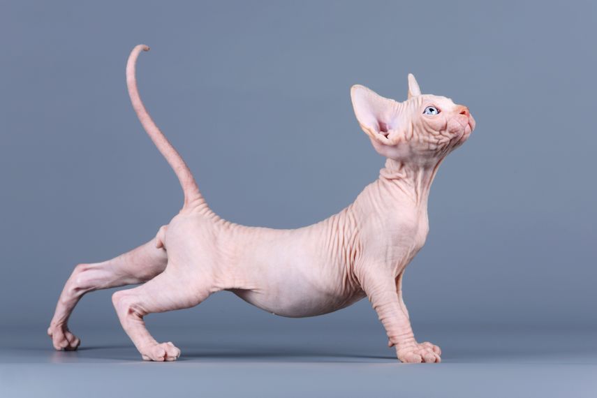 Gato Esfinge (Sphynx) Gato Esfinge (Sphynx)