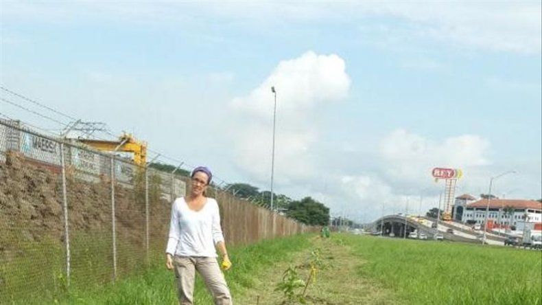 Autoridades inician reforestación de especies nativas en Albrook