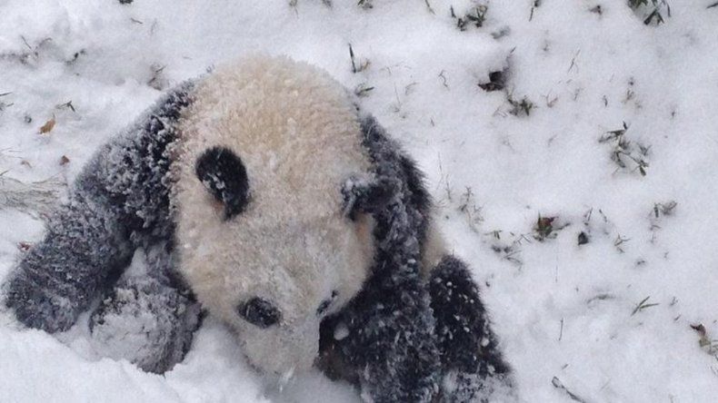 El panda Bao Bao juega por primera vez en la nieve en Washington