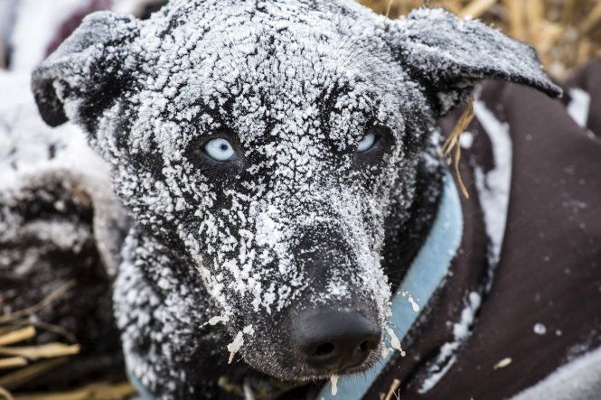 Carrera de trineos tirado por perros La Grande Odisea