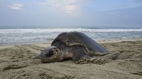La arribada de tortugas lora