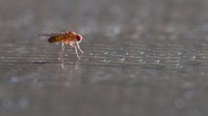 Mamíferos e insectos comparten vínculo evolucionario