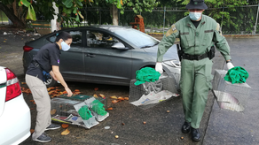 Policía Ambiental rescata a casi mil animales en 2023