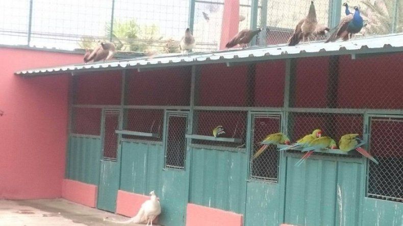 Rescatan 52 animales de especies en peligro de extinción en Guatemala
