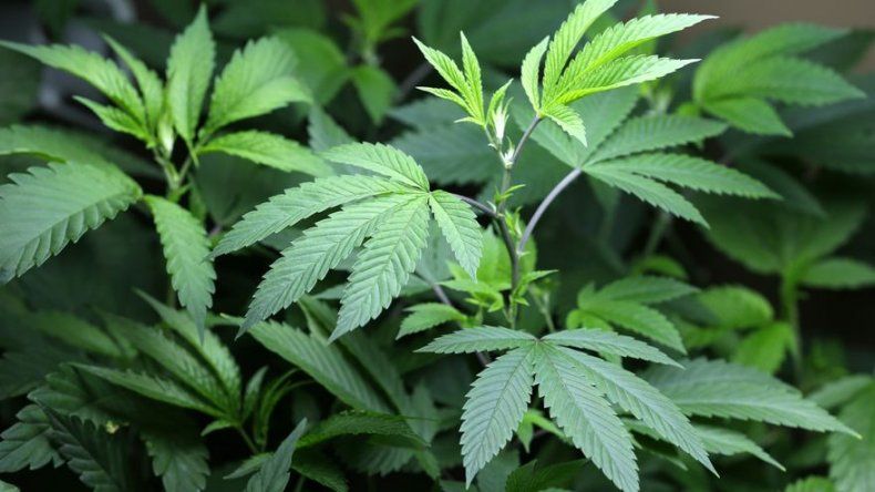 Jamaica: Crean productora de marihuana medicinal