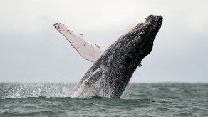 Ballenas jorobadas retrasan su llegada a Hawaii