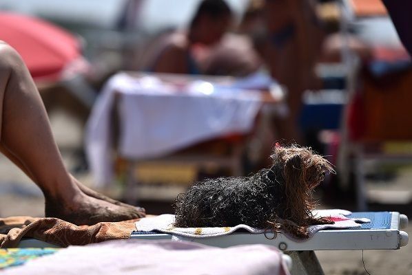 Montevideo multará a quienes ingresen con perros a sus playas