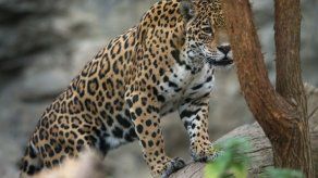 Buscan a un jaguar suelto en una localidad del este de Uruguay