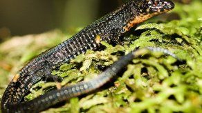 Descubren una nueva especie de lagartija en Machu Picchu