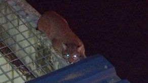 Lince se introduce a una prisión del estado de Washington