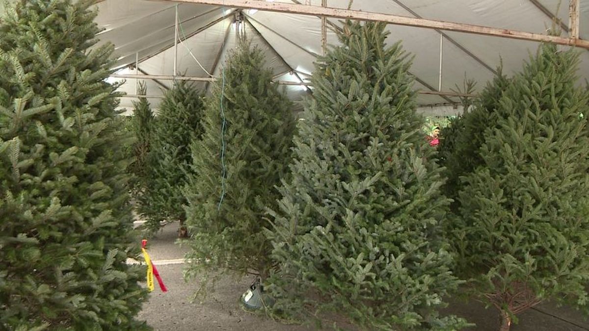 Alcaldía de Panamá regula la venta de árboles de Navidad