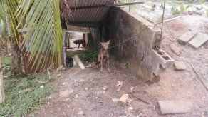 El coyote que se encontraba en cautiverio en una residencia del sector de Nuevo Méjico. El coyote que se encontraba en cautiverio en una residencia del sector de Nuevo Méjico.