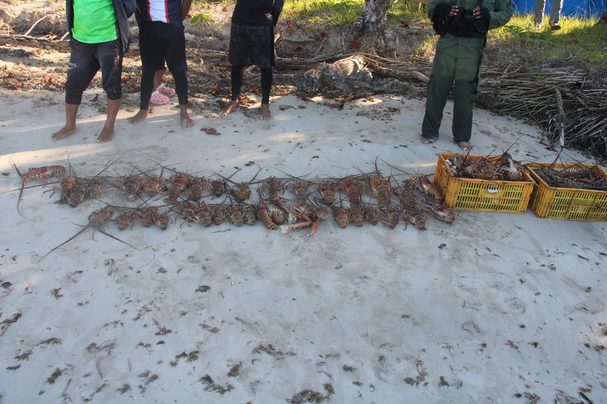 Captura ilegal de langostas en Veraguas.&nbsp;