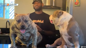 Joven denuncia la muerte de sus perros tras dejarlos 6 horas