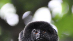 Policía de Florida pide ayuda para encontrar a mona robada