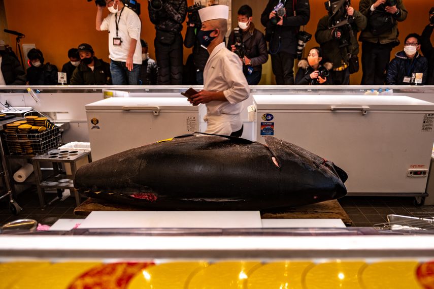 La primera subasta del año en el mercado Toyosu es una tradición que suele atraer a numerosos mayoristas cada año.