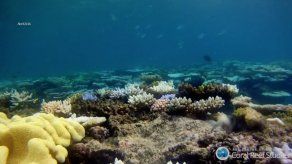Trasplante de coral suscita esperanzas de salvar la Gran Barrera