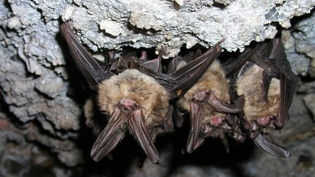 Descubren en China un nuevo coronavirus que proviene de murciélagos