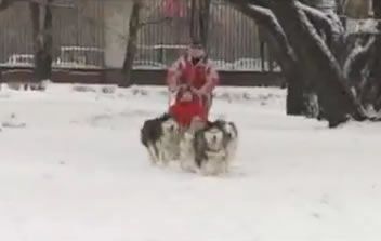 El invierno moscovita invita a pasear en trineo con perros