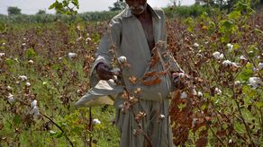 Según las autoridades, casi el 15% de la cosecha de arroz de Pakistán y el 40% de su cosecha de algodón se perdieron en las inundaciones de este año.