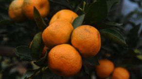 EE.UU. autoriza la importación de cítricos colombianos