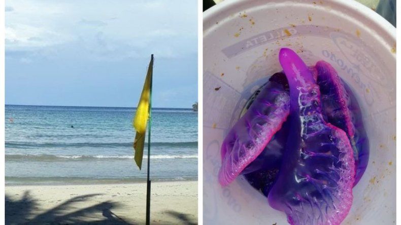 Bandera amarilla en playa La Angosta por proliferación de agua mala