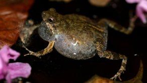 Ranas cambian sus rituales de apareamiento en entornos urbanos
