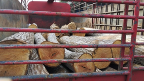 Tala ilegal Tala ilegal