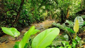 Suiza apoyará Panamá ante OIMT para financiar proyecto de bosques tropicales