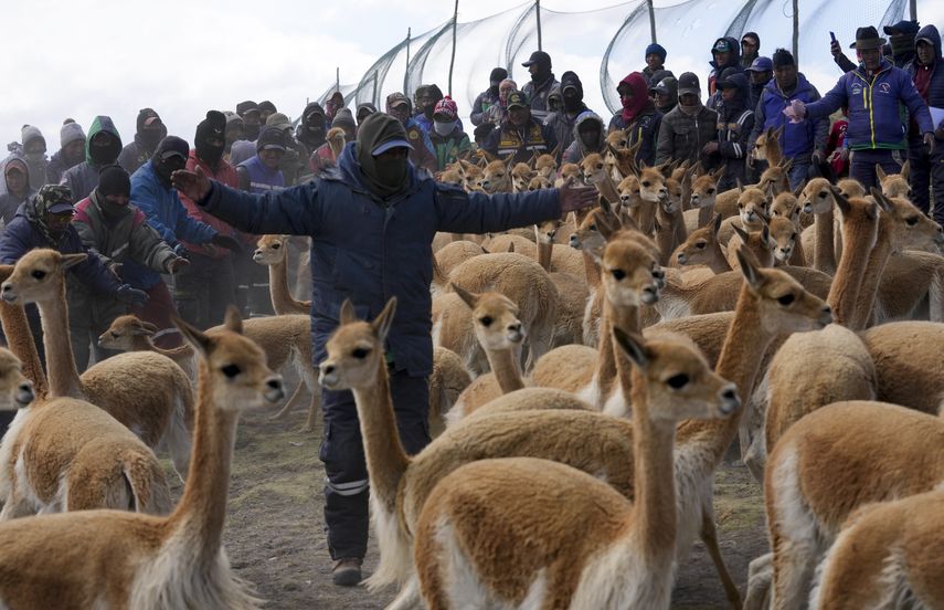 Bolivia es el segundo país de Sudamérica con la mayor población de vicuñas.