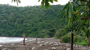 Tortugas marinas golfina.