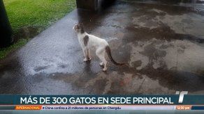 Sostienen reunión para abordar tema de proliferación de gatos en la Universidad de Panamá