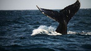 España crea reserva protegida para migración de ballenas