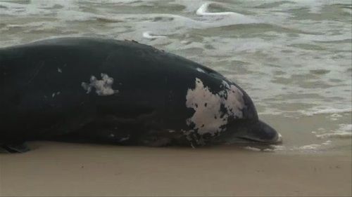 Video: Delfines mueren sin explicación en costa este de EEUU