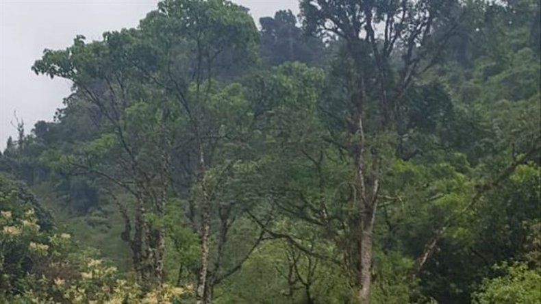 FTC prepara traslado de adolescente que sufrió fractura tras caerle un árbol en la piernas