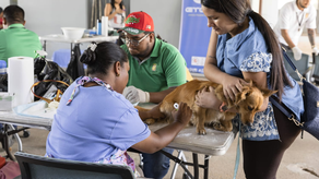 ¡Atención! Habrá jornada de esterilización a bajo costo para gatos y perros
