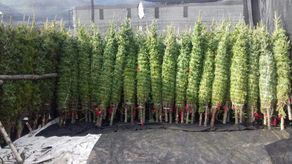 El MIDA realiza pruebas aleatorias a los arbolitos de Navidad que ingresan al país para verificar que estén libres de plagas o contaminantes.