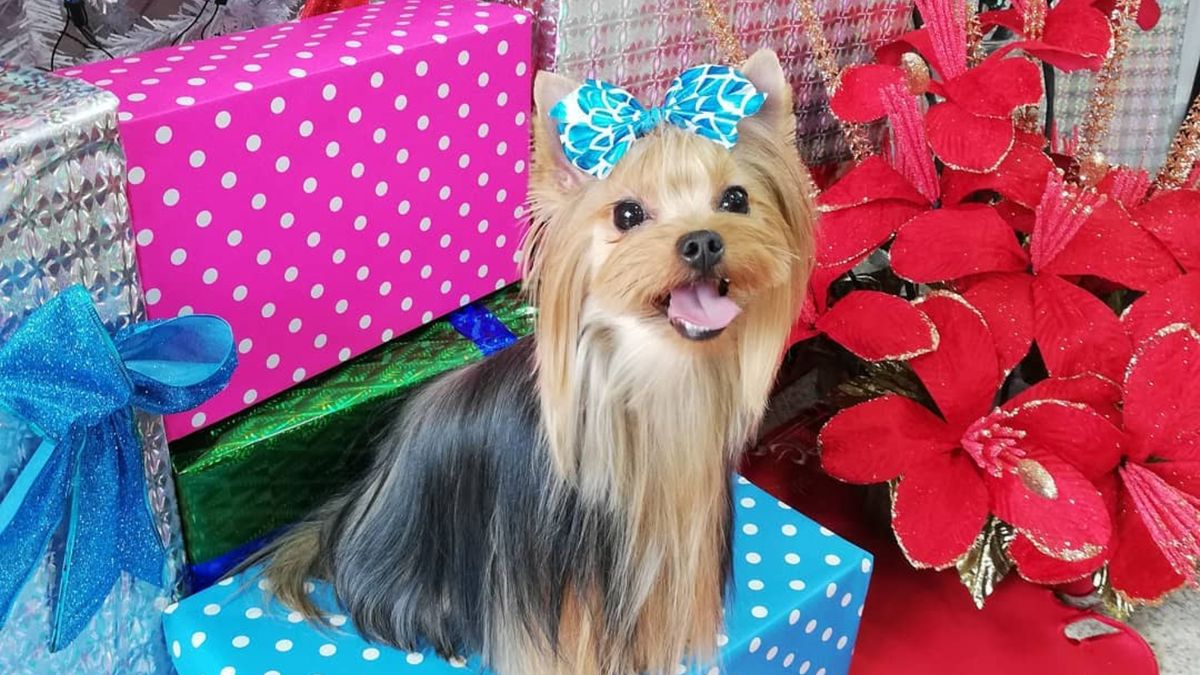 Cuida a tus mascotas durante la navidad